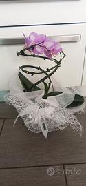 orchidea