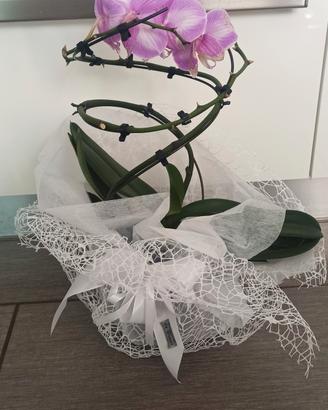 orchidea
