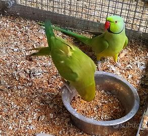 Pappagalli dal collare