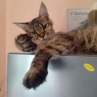 Maine Coon Tabby Cucciolona