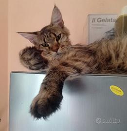 Maine Coon Gabby Cucciolona