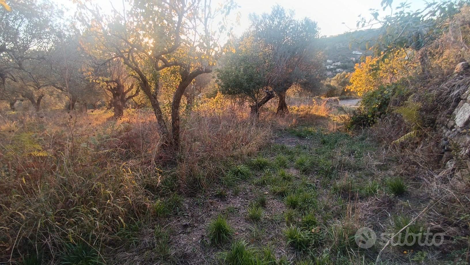 Terreno agricolo - Vista 4