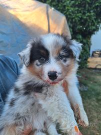 Cuccioli di pastore australiano 
