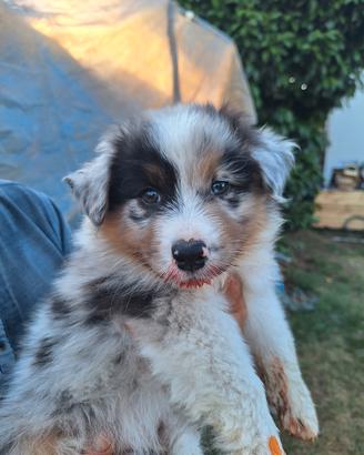 Cuccioli di pastore australiano 