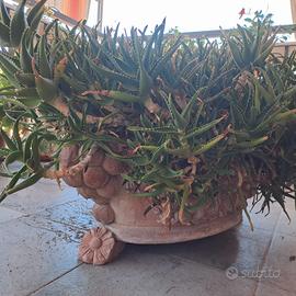 Pianta grassa