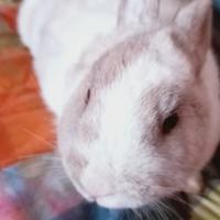 Coniglia nana di 7 mesi DA COMPAGNpronta da subito