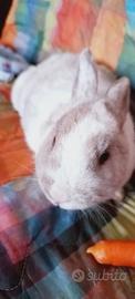 Coniglia nana di 7 mesi DA COMPAGNpronta da subito