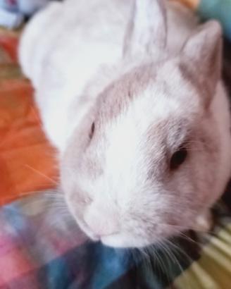 Coniglia nana di 7 mesi DA COMPAGNpronta da subito