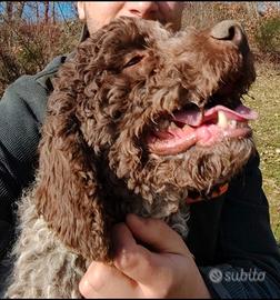 Lagotto Romagnolo per monta Bolt del Peschio Vical