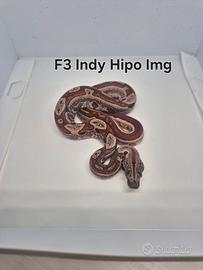 Baby boa