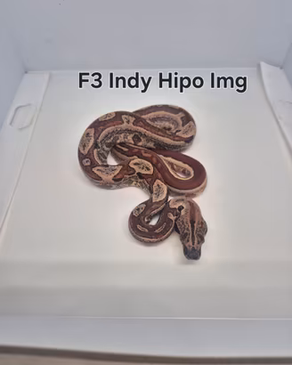 Baby boa