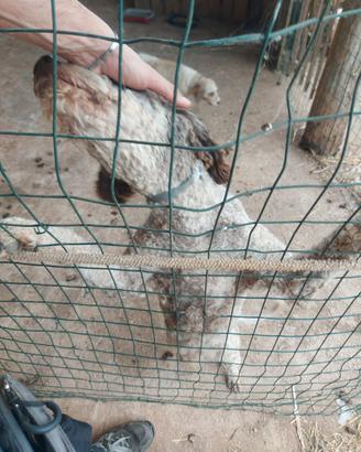 Lagotto Romagnolo da Tartufo
