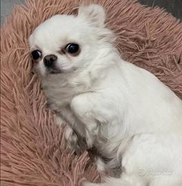 Chihuahua femmina pedigree ENCI