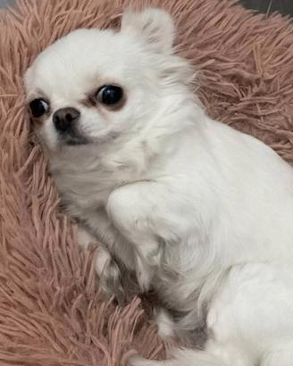 Chihuahua femmina pedigree ENCI