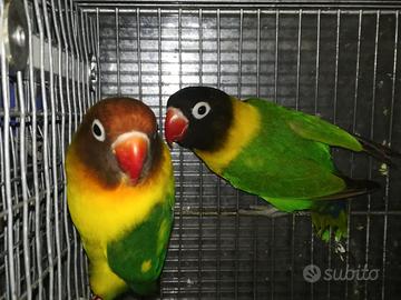 Coppia insep mascherato Pez verde x verde