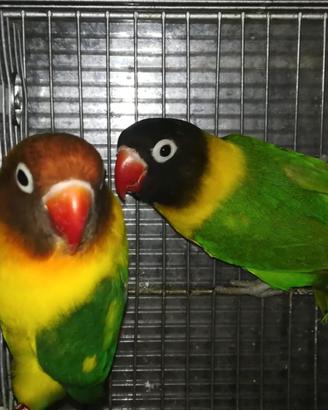 Coppia insep mascherato Pez verde x verde