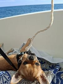 Chihuahua maschio per accoppiamento