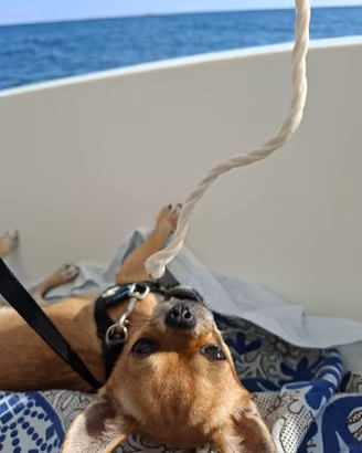 Chihuahua maschio per accoppiamento
