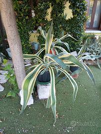 grande grandissimo pianta di agave  striata