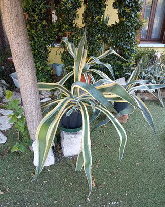 grande grandissimo pianta di agave  striata