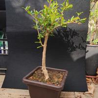 bonsai di melograno 10/25