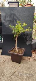 bonsai di melograno 10/25