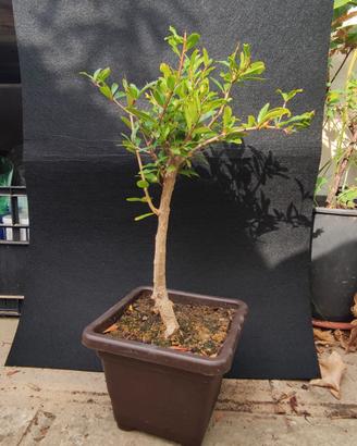 bonsai di melograno 10/25