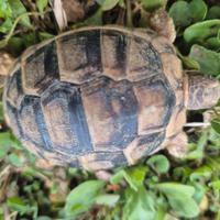 Tartarugh di terra baby sarde marginate