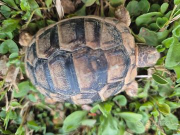 Tartarugh di terra baby sarde marginate