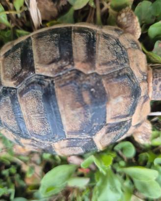 Tartarugh di terra baby sarde marginate