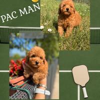 Barboncino fulvo _ Pac Man