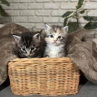 Cuccioli di MAINE COON con pedigree ANFI