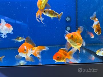 Ranchu calico circa 6 cm