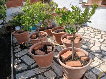 alberi di agrumi 