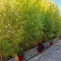 Vasi fioriere bambu siepe