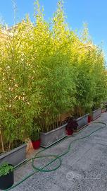 Vasi fioriere bambu siepe