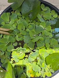 pistia galleggiante