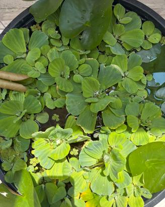 pistia galleggiante