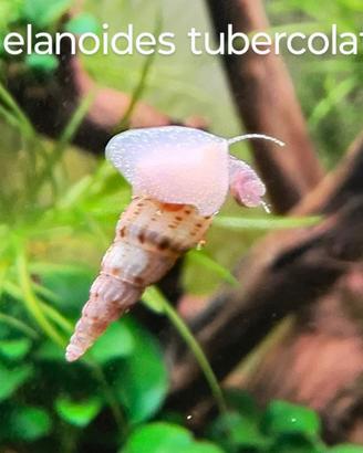 Lumache d'acqua dolce per acquario