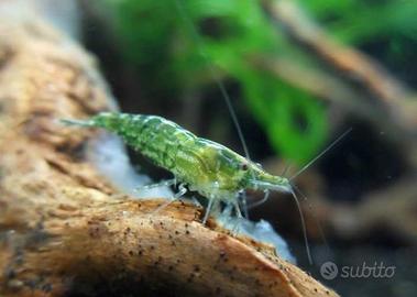 Neo caridine e caridine tutte le varieta' e specie