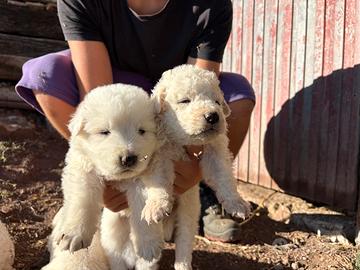 Cuccioli di pastore maremmano abruzzese