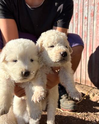 Cuccioli di pastore maremmano abruzzese