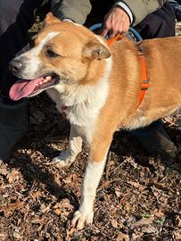 Millie_Una meticcia dal cuore d'oro