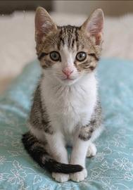 Gattini