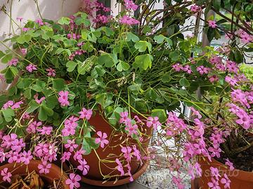 Acetosella rizomatosa