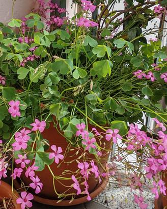 Acetosella rizomatosa