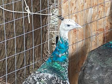 Coppia pavoni NIGRIPENNIS