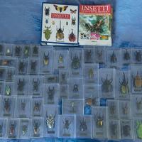 Collezione Insetti di tutto il mondo - De Agostini