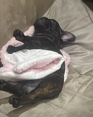 Buldog bringe