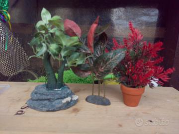 piante acquario 